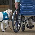 Service dog and man in wheel chair